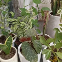 گلهای طبیعی|گل و گیاه طبیعی|دره شهر, |دیوار