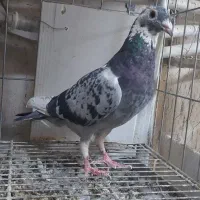 کبوتر پلاکی|پرنده|شاهین‌شهر, عطار|دیوار
