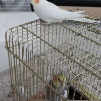 فروش عروس هلندی