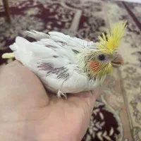 عروس هلندی|پرنده|برازجان, |دیوار