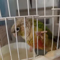 یک جفت گرینچیک|پرنده|قرچک, زیبا شهر|دیوار