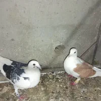 نر و ماده پشتی