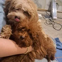 سگ توی پودل اصیل|سگ|تالش, تالش|دیوار