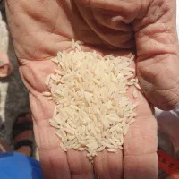 فروش فوری برنج طارم خالص اصل درجه یک|خوردنی و آشامیدنی|قائم‌شهر, |دیوار