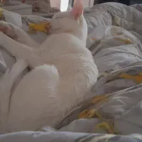 واگذاری رایگان به شرط عقیم سازی|گربه|گلبهار, شهر جدید گلبهار|دیوار