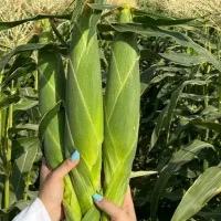 سوپر ذرت بلال کیلویی