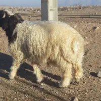 گوسفند بهداشتی وسالم