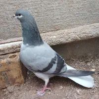 کبوتر خرقه ماده معاوضه