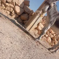 حیوانات