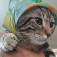 گربه نژاد دار|گربه|گلبهار, شهر جدید گلبهار|دیوار