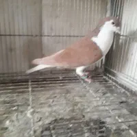 نرماده‌جفتگاه‌اس|پرنده|مشهد, رضاییه|دیوار