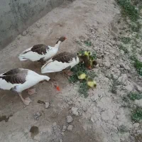تعدادی غاز و جوجه غاز