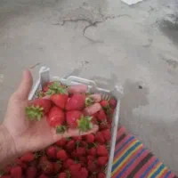 گلخانه دارای پروانه بهره برداری|فروش زمین و ملک کلنگی|ارومیه, |دیوار