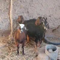 گوسفند فروشی