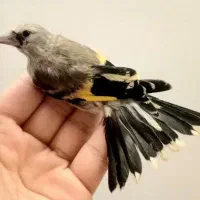 سهره|پرنده|مشهد, سراب|دیوار