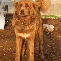 سگ قهدریجانی