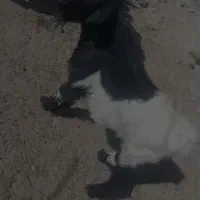 تروشت یا نربز|حیوانات مزرعه|سراوان, |دیوار