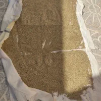 عدس 120کیلو مال امسال بوجاری شده