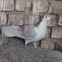 دمگیر دولا|پرنده|خمینی‌شهر, |دیوار