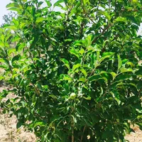 باغچه ۷۰۰متری با درختان مثمر (تنکمان)|فروش زمین و ملک کلنگی|کرج, کوی کارمندان جنوبی|دیوار