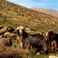 دبر|حیوانات مزرعه|بابا حیدر, |دیوار