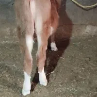 گوساله نر قرمز