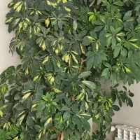 درختچه زیبای شفلرا سالم و  پرپشت