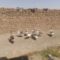 غاز محلی