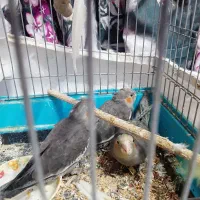 جوجه عروس هلندی|پرنده|اندیمشک, |دیوار