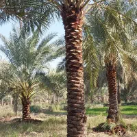 کار نخل|خدمات باغبانی و درختکاری|چمران, |دیوار