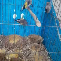 سهره