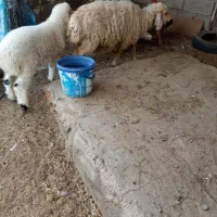دو راس گوسفند با دو بره نر