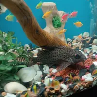 ماهی کت وارونه|ماهی|قم, عشقعلی|دیوار