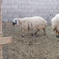 میش بز بره گیسه|حیوانات مزرعه|کرمان, |دیوار
