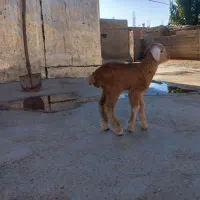 1عدد بره شیری