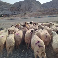 گوسفند داشتی جوان