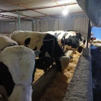 گوساله نر دردمیرچیلو