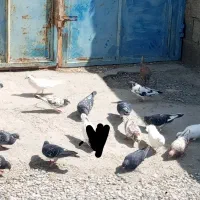 تعدادی کفتر دونه ای ۵۰