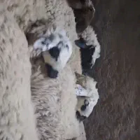 میش و شیشک میش عراقی|حیوانات مزرعه|سرچهان, |دیوار