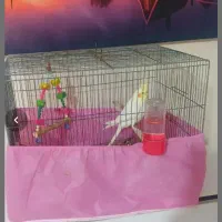 عروس هلندی نر|پرنده|کرج, خرمدشت|دیوار