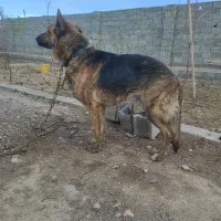واگذاری معاوضه سگ ژرمن شپرد