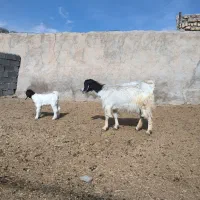 بز و بزغاله پاکستانی دوبر