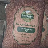 برنج ۳۸۶ پاکستانی مزرعه ما