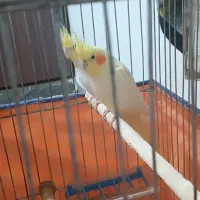 عروس هلندی نر و ماده