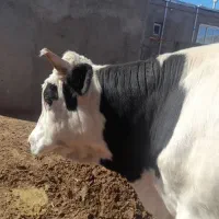 فروش گوساله نر