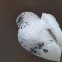 کبوتر|پرنده|قم, بنیاد|دیوار