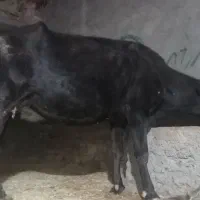 فروش گاو.سوئیسی صحرای .