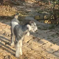 بزغاله شیری سالم سرحال