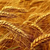 گندم ابی درجه۱