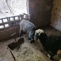 بره نرسبک|حیوانات مزرعه|درودزن, |دیوار